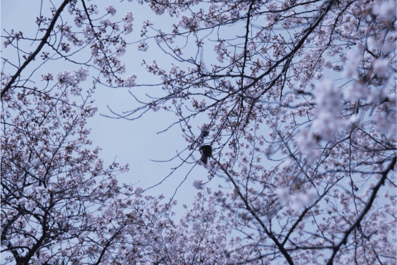 お花見